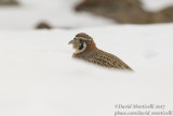 Tibetan Partridge (Perdix hodgsoniae)_Hemis NP (Ladakh)