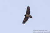 Bearded Vulture (immature)_Hemis NP (Ladakh)