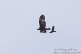 Golden Eagle (Aquila chrrysaetos)(subadult) & Red-billed Chough (Pyrrhocorax pyrrhocorax)_Hemis NP (Ladakh)