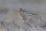 Streaked Rosefinch (Carpodacus rubicilloides)_Rumbak village_Hemis NP (Ladakh)