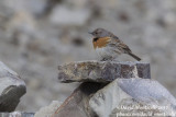 Robin Accentor (Prunella rubeculoides)_Rumbak village_Hemis NP (Ladakh)