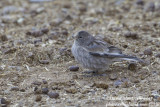 Brandt's Mountain Finch (Leucosticte brandti)_Rumbak village_Hemis NP (Ladakh)