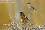 Güldenstädt's Redstarts (Phoenicurus erythrogaster)_Indus River near Leh (Ladakh)