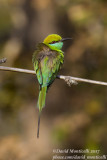 Little Green Bee-eater (Merops orientalis)_Bandhavgarh NP (Madhya Pradesh)
