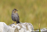 Red-winged Blackbird (Agelaius phoeniceus)(female)_North Ronaldsay, Orkney Islands (Scotland)