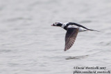 Long-tailed Duck (Clangula hyemalis)(male - spring plum.)_Kirkwall, Orkney Is (Scotland)