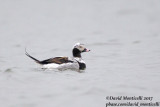 Long-tailed Duck (Clangula hyemalis)(male - spring plum.)_Kirkwall, Orkney Is (Scotland)