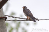 Red-footed Falcon (Falco vespertinus)(1st summer male)_Roadside forest close to Atyrau City (Atyrau Oblast)