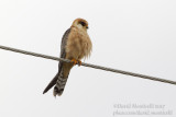 Red-footed Falcon (Falco vespertinus)(ad. female)_Roadside forest close to Atyrau City (Atyrau Oblast)