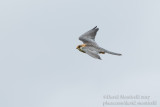 Red-footed Falcon (Falco vespertinus)(ad. female)_Roadside forest close to Atyrau City (Atyrau Oblast)