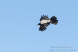 Hooded Crow (Corvus c. sharpii)_Atyrau City (Atyrau Oblast)