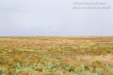 Kazakh Steppe west of Inderbor (Atyrau Oblast)