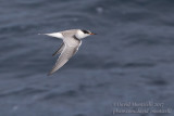 Common Tern fledgling (Sterna hirundo)_Ponta das Contendas, Terceira Is., Azores