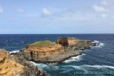 Mixed Roseate and Common Tern breeding site_Ponta das Contendas, Terceira Is., Azores