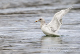 Glaucous-winged Gull (Larus glaucescens)(adult)_Castletownbere, Co. Cork (Ireland)