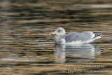 Glaucous-winged Gull (Larus glaucescens)(adult)_Castletownbere, Co. Cork (Ireland)