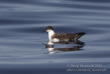 Great Shearwater (Puffinus gravis)_Bank of Fortune (Graciosa)