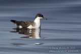 Great Shearwater (Puffinus gravis)_Bank of Fortune (Graciosa)