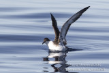 Great Shearwater (Puffinus gravis)_Bank of Fortune (Graciosa)