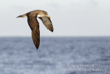 Corys Shearwater (Calonectris diomedea)(ssp. borealis)_Bank of Fortune (Graciosa)