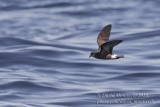 Monteiro's Storm-petrel (Oceanodroma monteiroi)_Bank of Fortune (Graciosa)
