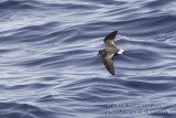 Monteiros Storm-petrel (Oceanodroma monteiroi)_Bank of Fortune (Graciosa)