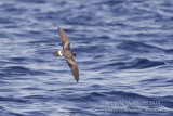 Monteiro's Storm-petrel (Oceanodroma monteiroi)_Bank of Fortune (Graciosa)