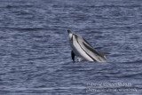 Striped Dolphin (Stenella coeruleoalba)_Bank of Fortune (Graciosa)