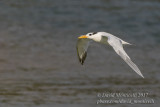 Royal Tern (Thallasseus maximus albidorsalis)_Bureh Beach, Freetown Peninsula (Sierra Leone)