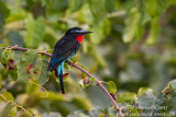 Black Bee-eater (Merops gularis)(male)_Loma Mountains (Sierra Leone)