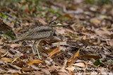Senegal Thick-knee (Burhinus senegalensis)_Freetown Golf course (Sierra Leone)