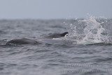 Humpback Whales (Megaptera novaeangliae)_Banana Island, Freetown Peninsula (Sierra Leone)