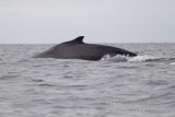 Humpback Whale (Megaptera novaeangliae)_Banana Island, Freetown Peninsula (Sierra Leone)