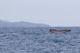 Humpback Whale (Megaptera novaeangliae)_Banana Island, Freetown Peninsula (Sierra Leone)