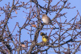 Pine Bunting (Emberiza leucocephalos)(male)_Widooie, Tongeren (Belgium)