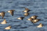 Red-necked Stint (Calidris ruficollis)(1st winter) with Dunlins_Vejbystrand, Skane (Sweden)