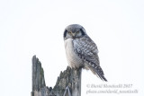 Northern Hawk Owl (Surnia ulula)_Skane (Sweden)