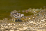 Least Sandpiper (Calidris minutilla)(adult summer)_Lagoa das Furnas (Sao Miguel)