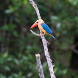 Storkbill kingfisher in the mangroves, Brunei River