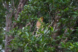 Proboscis monkey in the mangroves, Brunei River