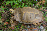 Asian forest tortoise