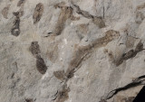 Exceptionally preserved noncalcified thalli of dasycladalean (divison Chlorophyta) algal fossils, Kalana, Estonia