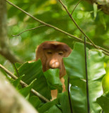 Proboscis monkey, Bako
