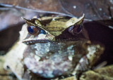 long-nosed horned frog (Megophrys nasuta), Kubah