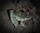 Rough Guardian Frog (Limnonectes finchi) - I think