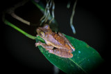 Harlequin flying frog (Rhacophorus pardalis), Kubah