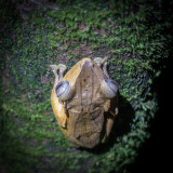 Borneo eared frog (Polypedates otilophus), Kubah