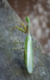 Praying mantis, Nanga Sumpa