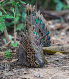 Malaysian peacock-pheasant