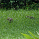 Taman Negara eurasian wild pig (Sus scrofa) at Tahan Hide